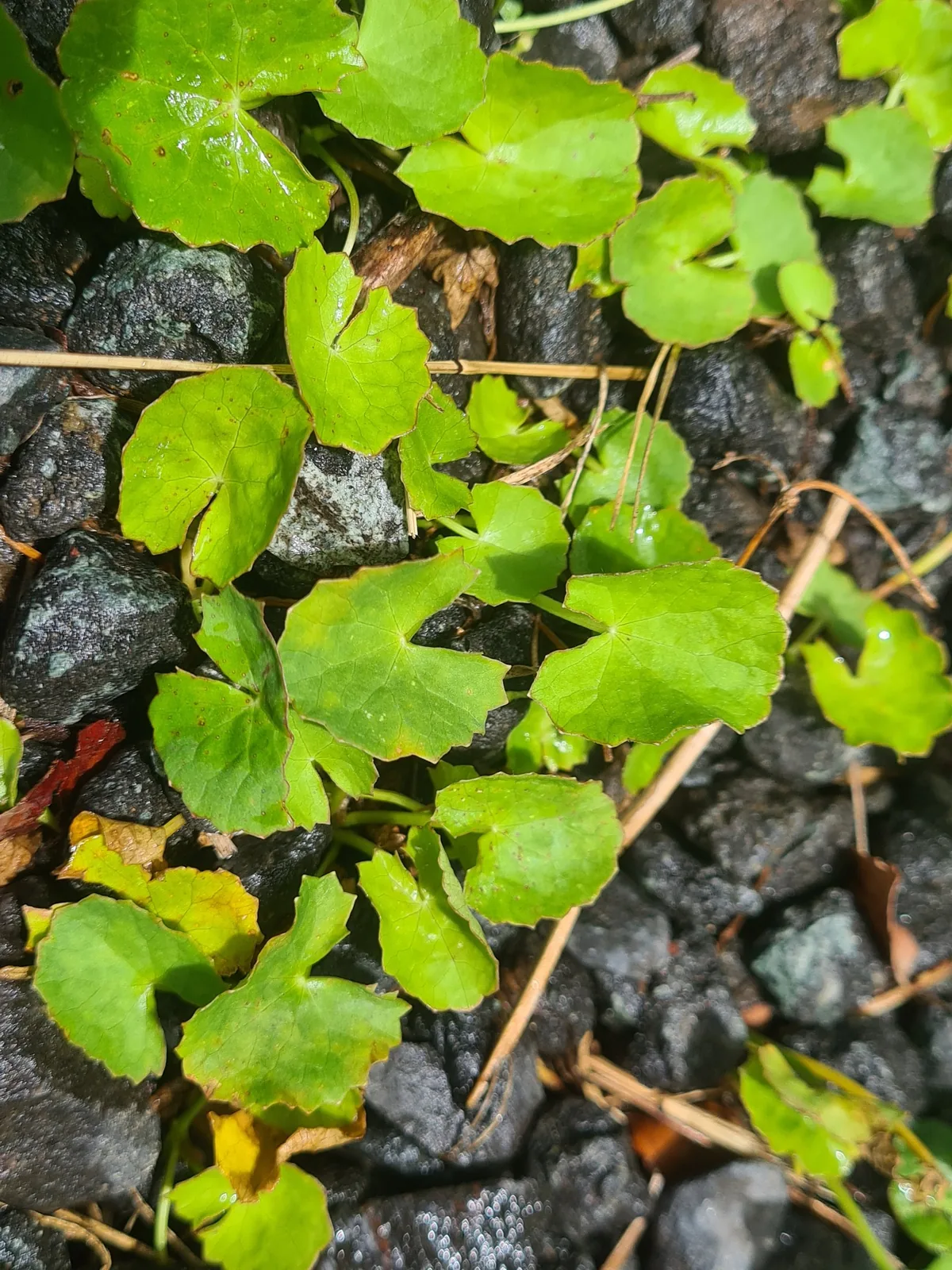 gotu kola (Centella asiatica), photograph