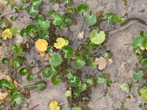 Photo: (c) Dave Richardson, some rights reserved (CC BY) · cc-by · via iNaturalist Gotu Kola (Centella asiatica), photograph