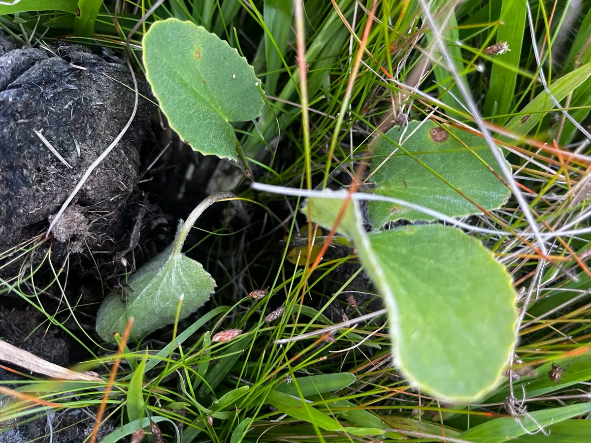 Gotu Kola (Centella asiatica), photograph
