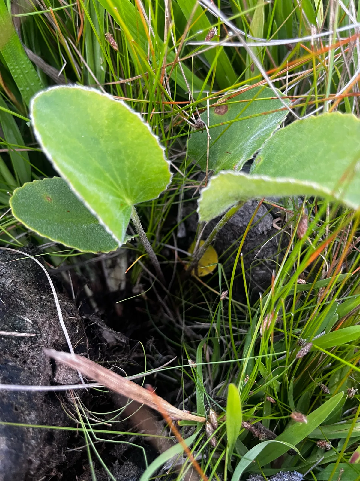 Gotu Kola (Centella asiatica), photograph