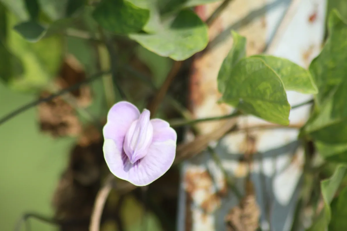 Centro (Centrosema pubescens), photograph
