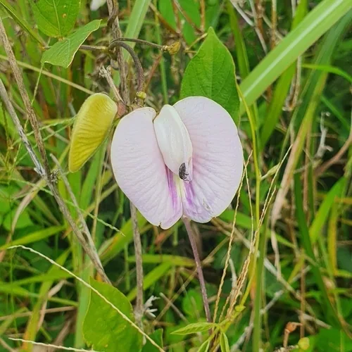 Centro (Centrosema pubescens), photograph