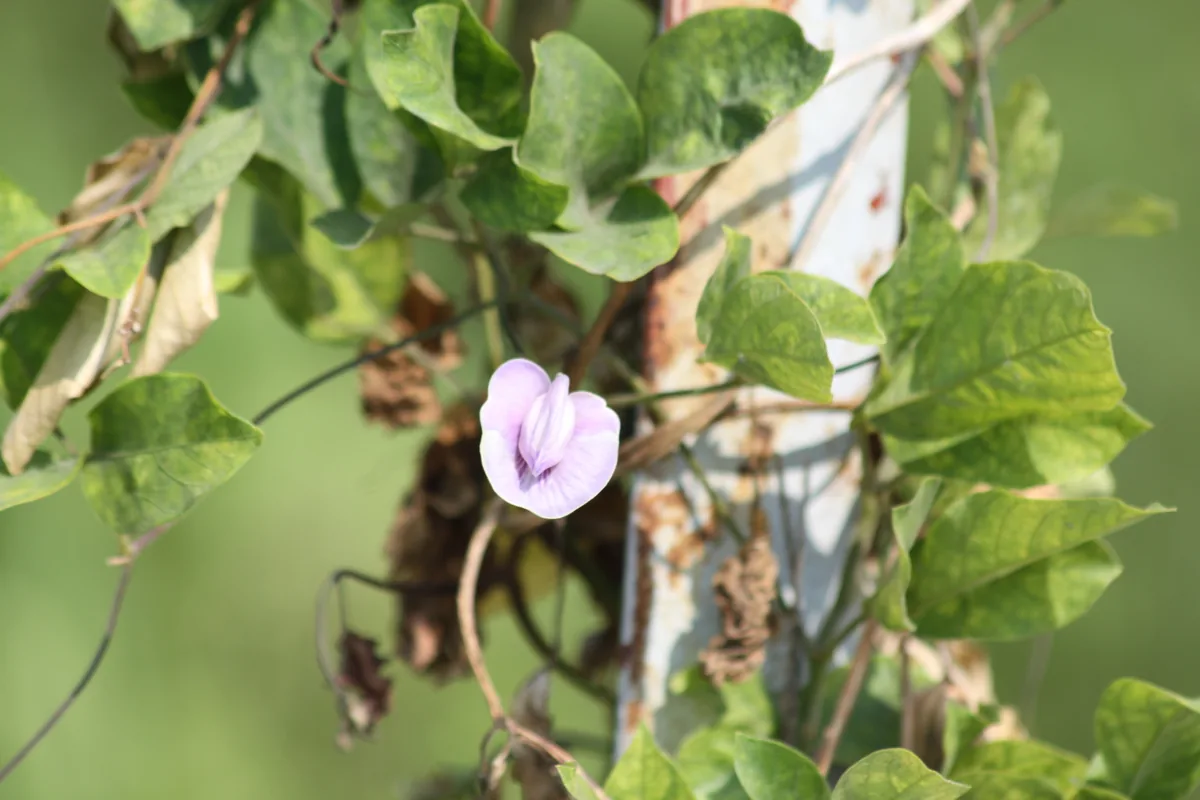 Centro (Centrosema pubescens), photograph