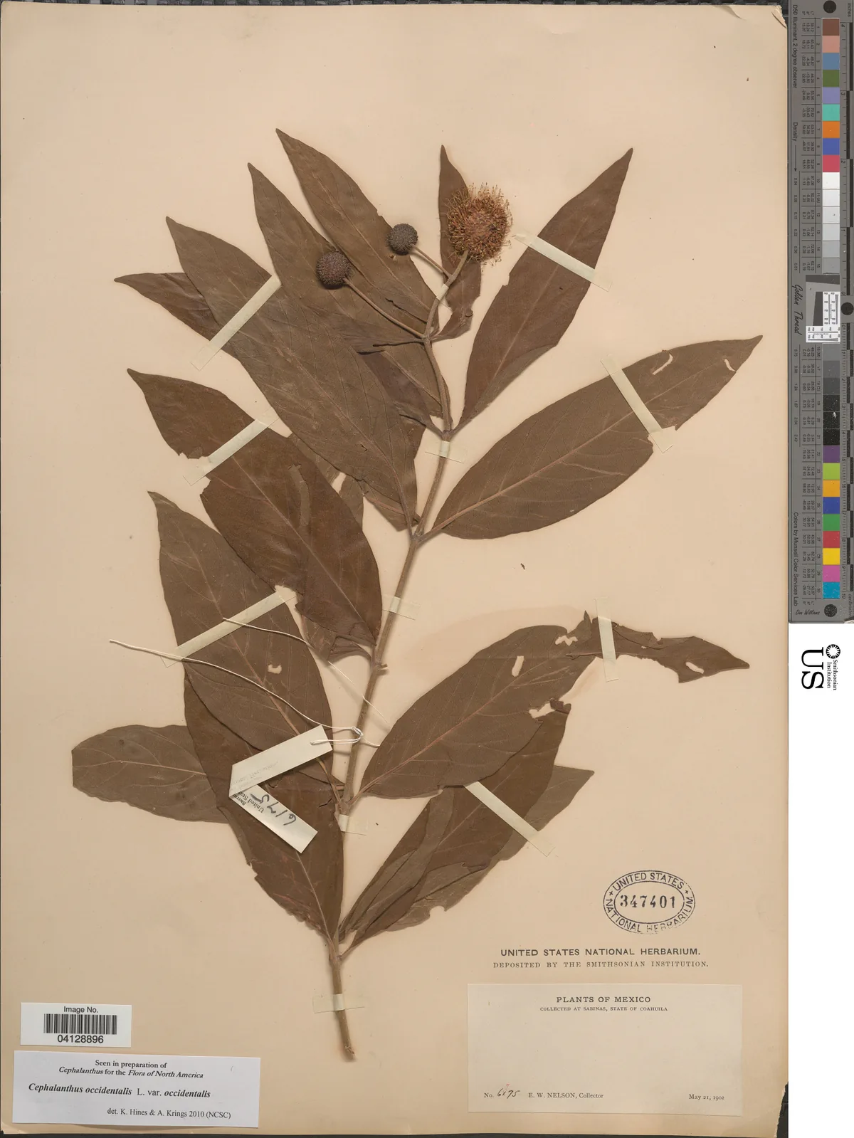 Buttonbush (Cephalanthus occidentalis), photograph