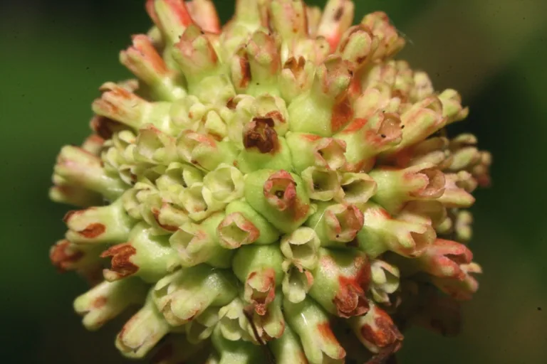 Buttonbush (Cephalanthus occidentalis), photograph