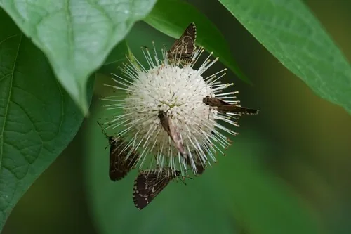 Photo: (c) Brandon Johnson, some rights reserved (CC BY) · cc-by · via iNaturalist Buttonbush (Cephalanthus occidentalis), photograph