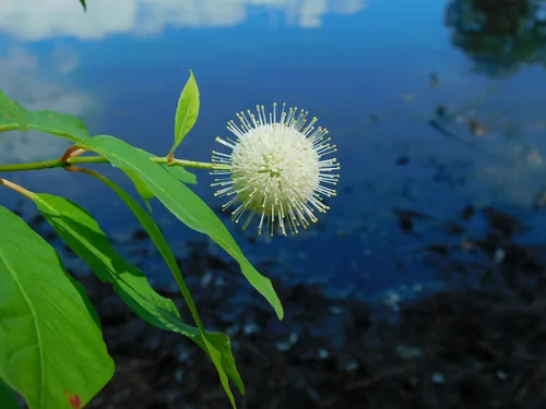 Photo: (c) Michael J. Papay, some rights reserved · CC BY · via iNaturalist buttonbush (Cephalanthus occidentalis), photograph