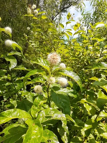 Buttonbush (Cephalanthus occidentalis), photograph