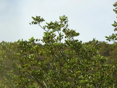 carob (Ceratonia siliqua), photograph