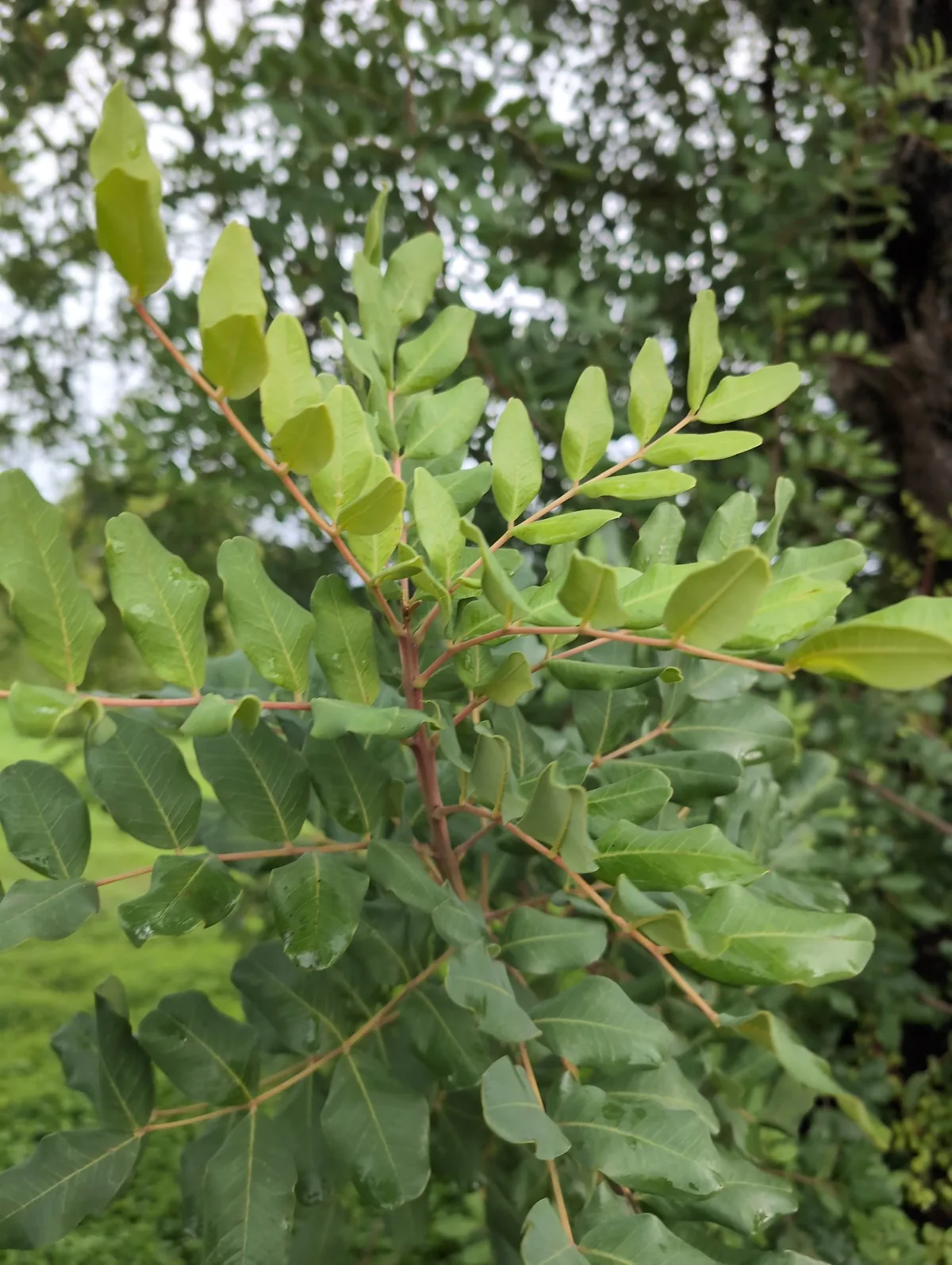 carob (Ceratonia siliqua), photograph