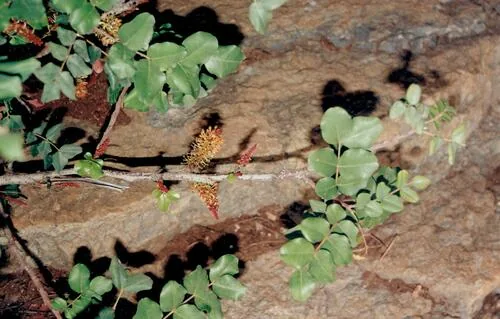 carob (Ceratonia siliqua), photograph