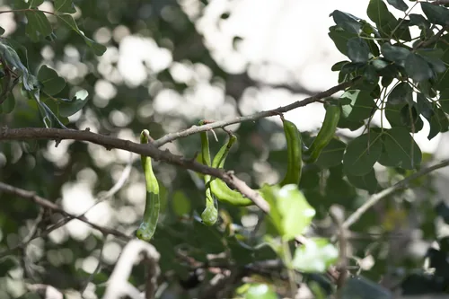 Photo: (c) Eleftherios Katsillis, some rights reserved · CC BY · via iNaturalist carob (Ceratonia siliqua), photograph