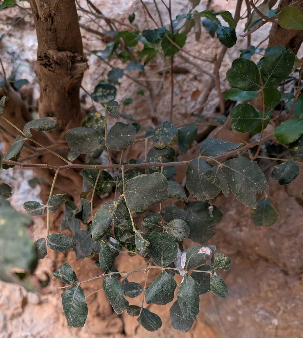 carob (Ceratonia siliqua), photograph