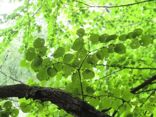 katsura tree (Cercidiphyllum japonicum), photograph