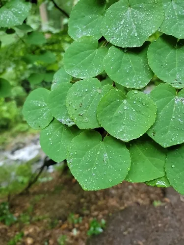 Photo: (c) Navin Sasikumar, some rights reserved · CC BY · via iNaturalist Katsura Tree (Cercidiphyllum japonicum), photograph