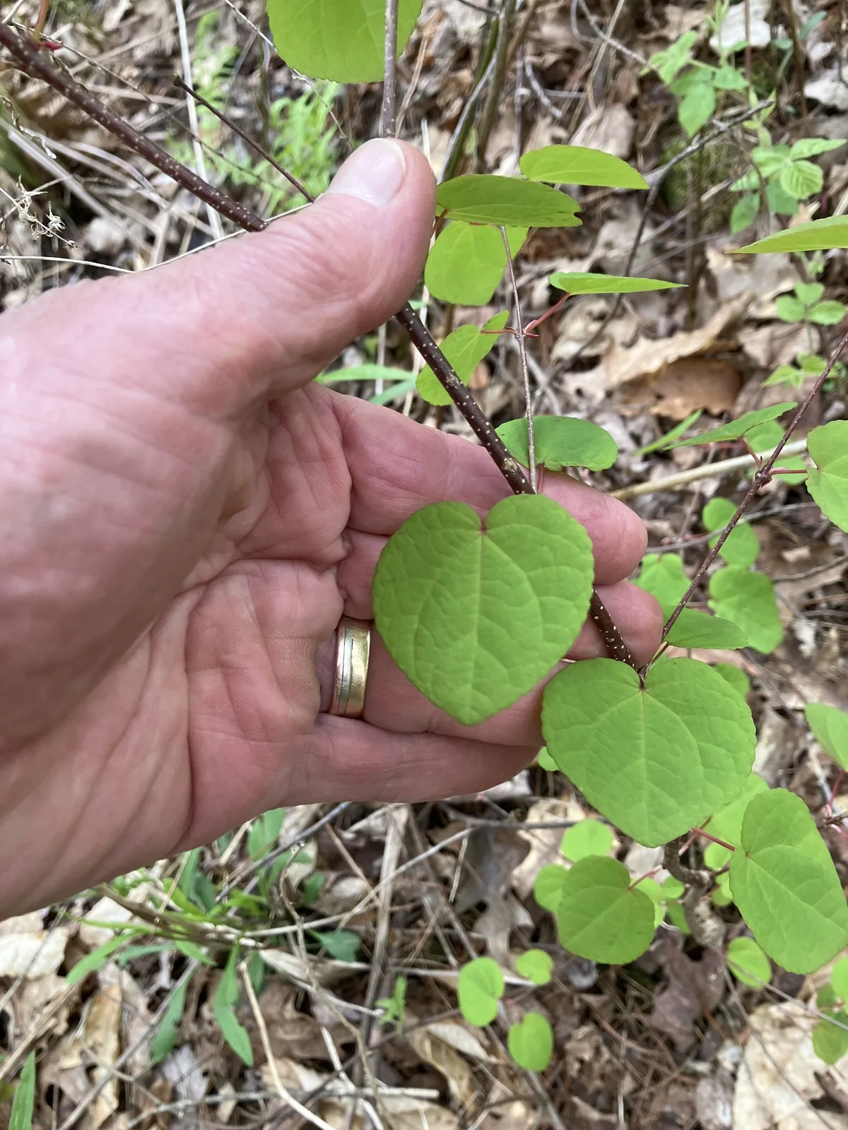katsura tree (Cercidiphyllum japonicum), photograph