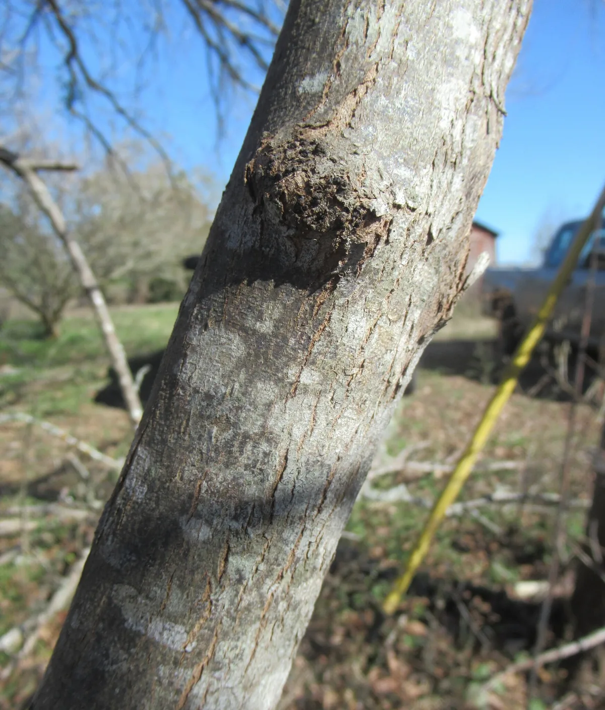 Redbud (Cercis canadensis), photograph