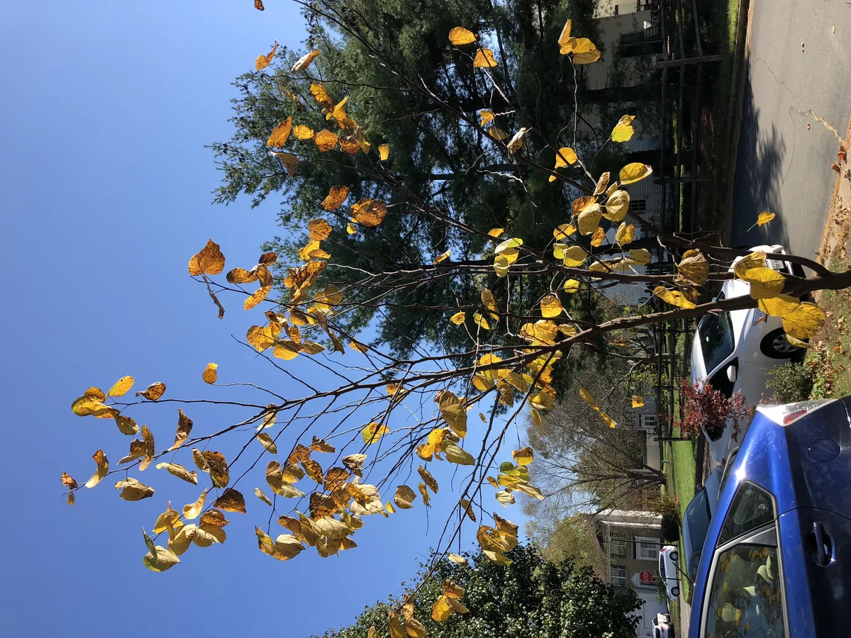 Redbud (Cercis canadensis), photograph