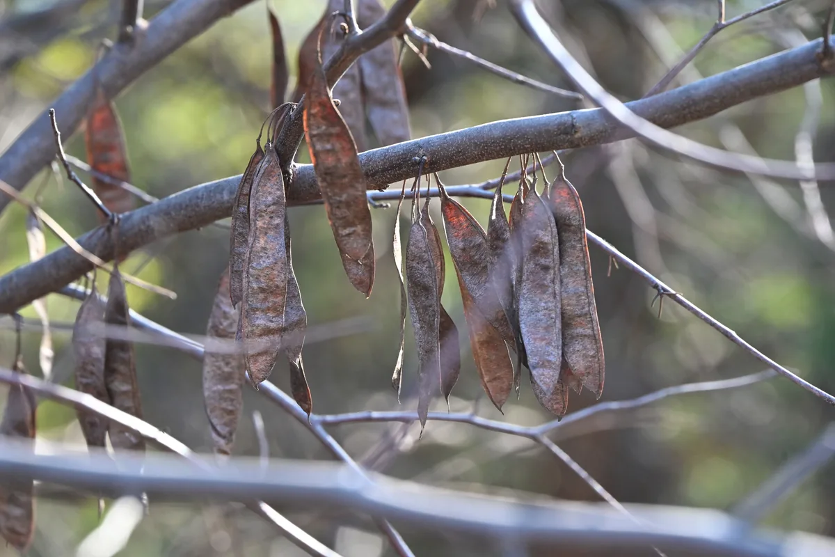 Redbud (Cercis canadensis), photograph