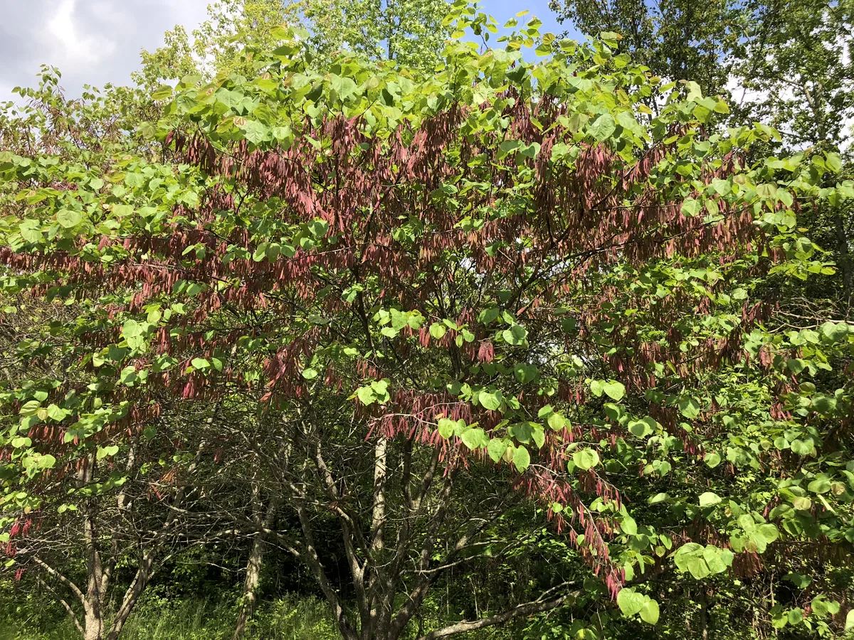 Redbud (Cercis canadensis), photograph