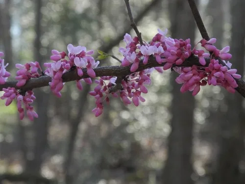 Redbud, photograph