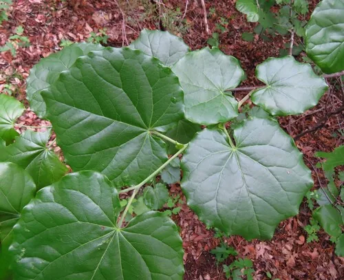 Photo: (c) Annika Lindqvist, some rights reserved (CC BY) · cc-by · via iNaturalist redbud (Cercis canadensis), photograph