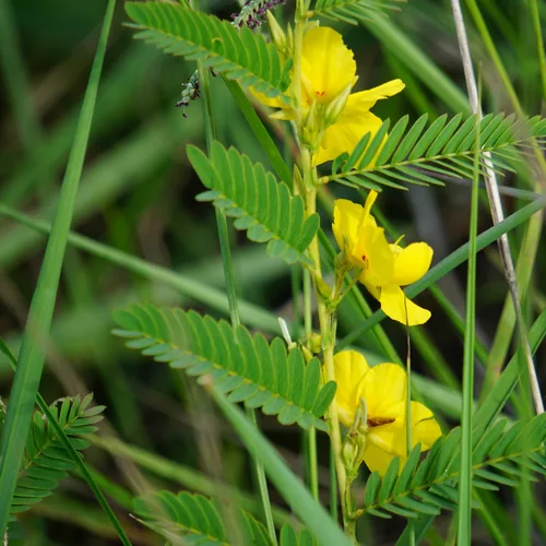 Photo: no rights reserved · cc0 · via iNaturalist Partridge Pea (Chamaecrista fasciculata), photograph