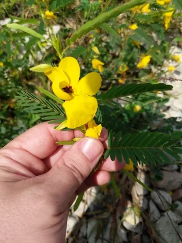 Partridge Pea (Chamaecrista fasciculata), photograph