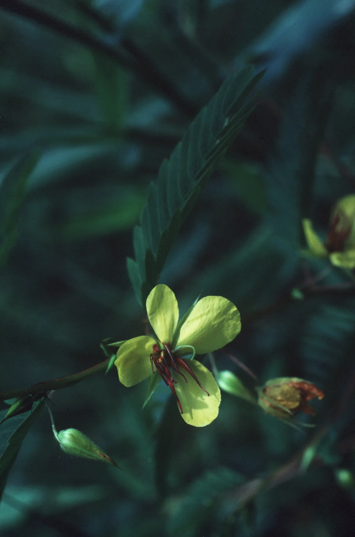 Partridge Pea (Chamaecrista fasciculata), photograph