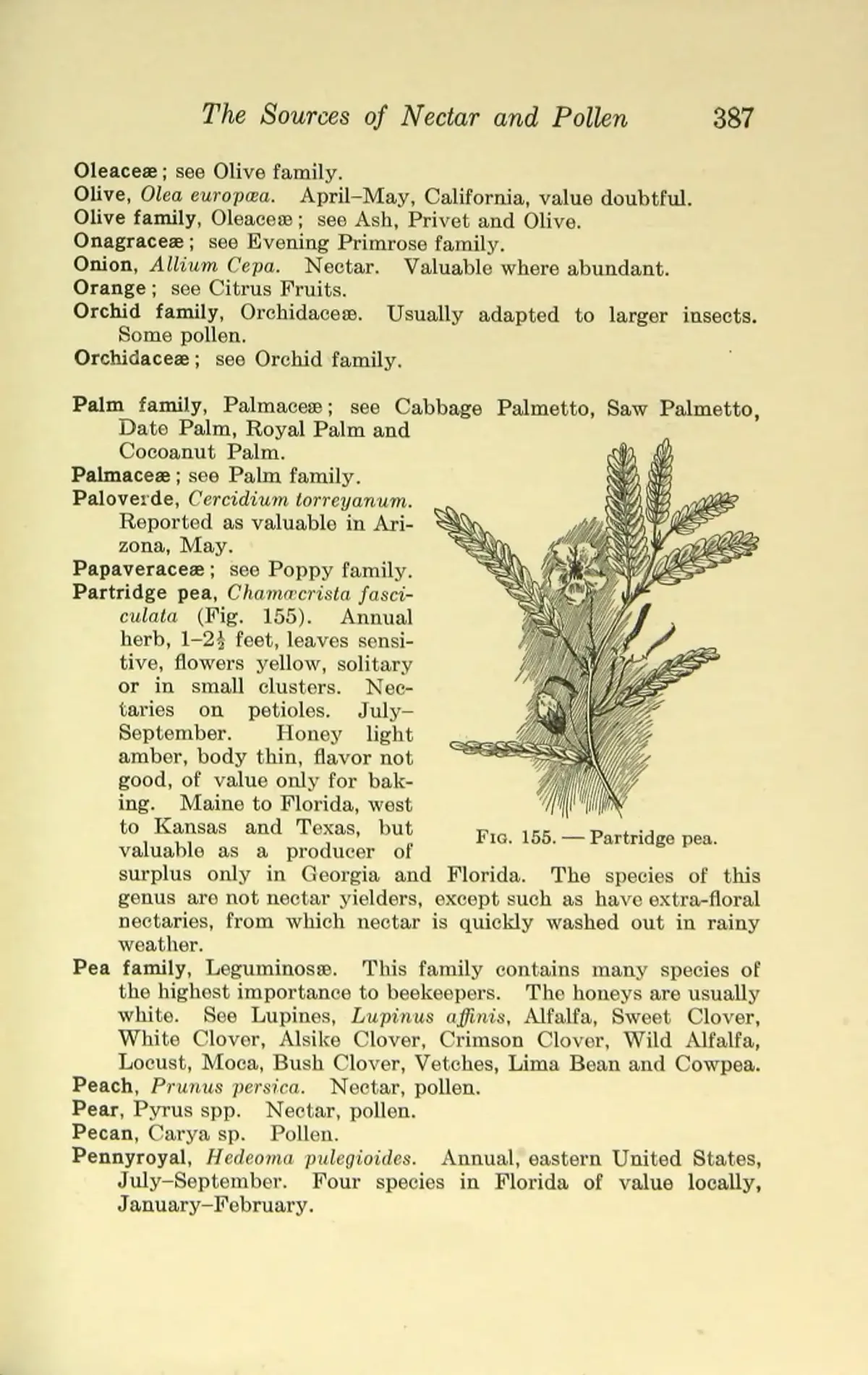 Partridge Pea (Chamaecrista fasciculata), botanical illustration
