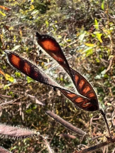 Photo: (c) Anne Parker, some rights reserved · CC BY · via iNaturalist partridge pea (Chamaecrista fasciculata), photograph
