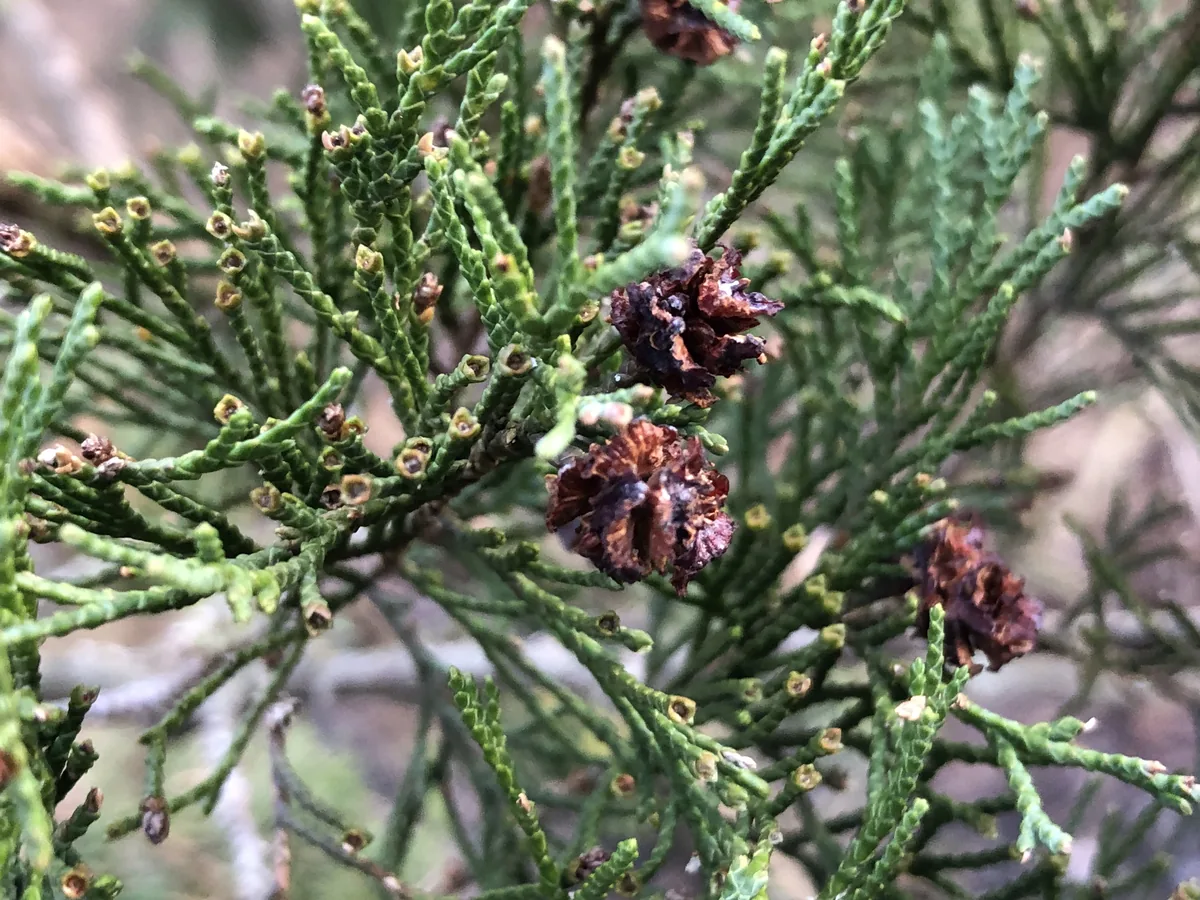 Atlantic White Cedar (Chamaecyparis thyoides), photograph