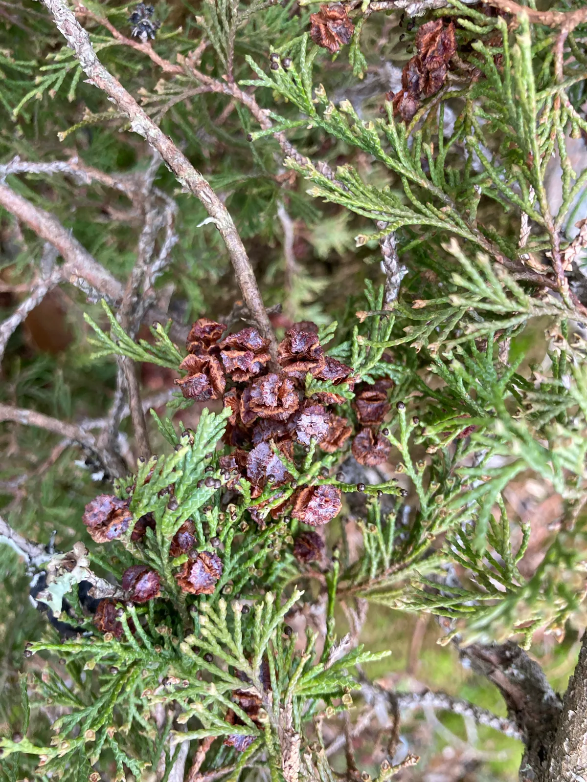 Atlantic White Cedar (Chamaecyparis thyoides), photograph