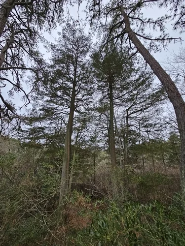 Atlantic White Cedar (Chamaecyparis thyoides), photograph