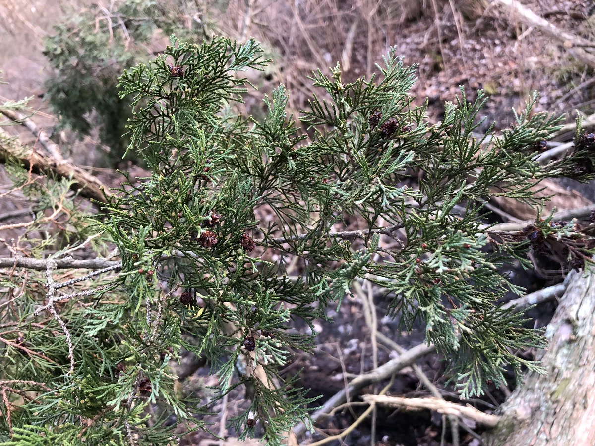 Photo: Famartin · CC BY-SA 4.0 · via Wikimedia Commons Atlantic white cedar (Chamaecyparis thyoides), photograph