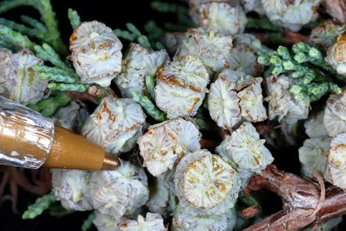 Photo: (c) Douglas Goldman, some rights reserved (CC BY-SA) · cc-by-sa · via iNaturalist Atlantic White Cedar (Chamaecyparis thyoides), photograph