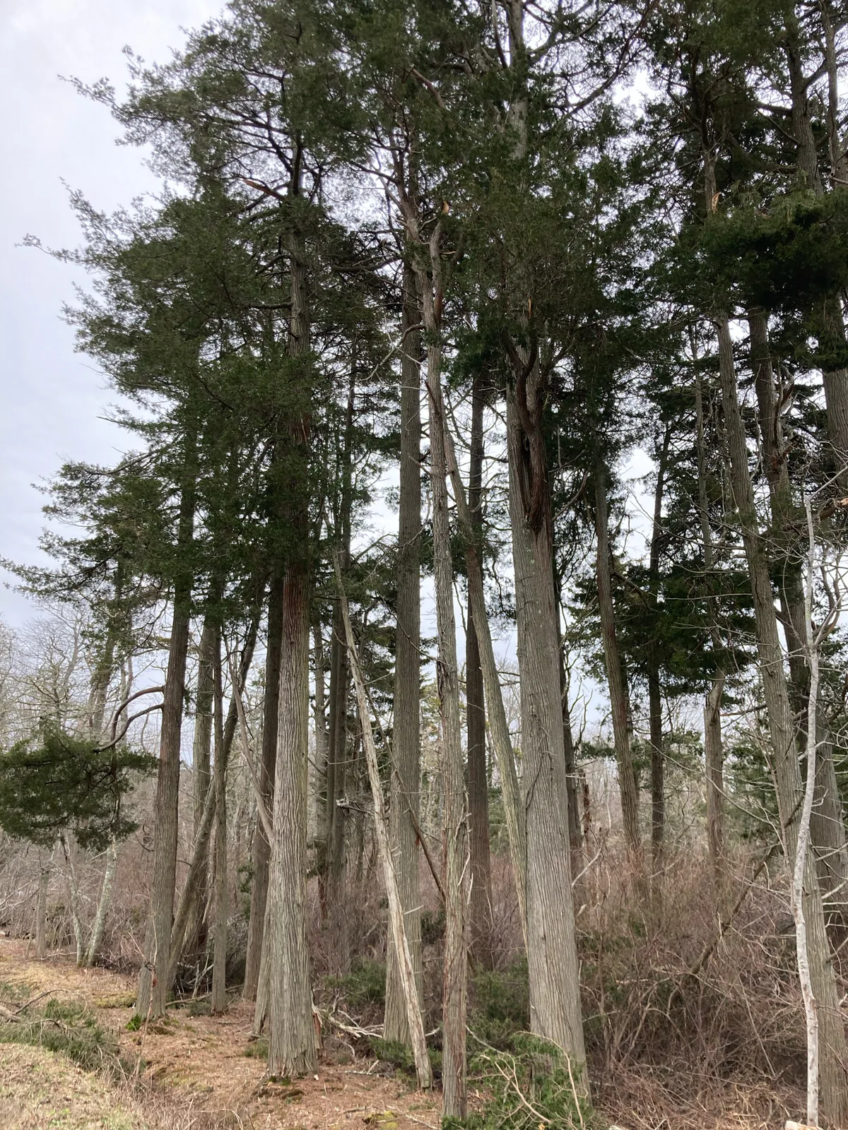 Atlantic White Cedar (Chamaecyparis thyoides), photograph