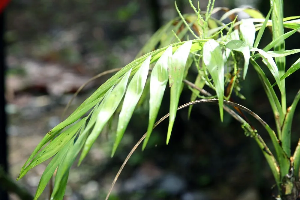 parlor palm (Chamaedorea elegans), photograph