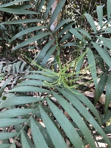parlor palm (Chamaedorea elegans), photograph