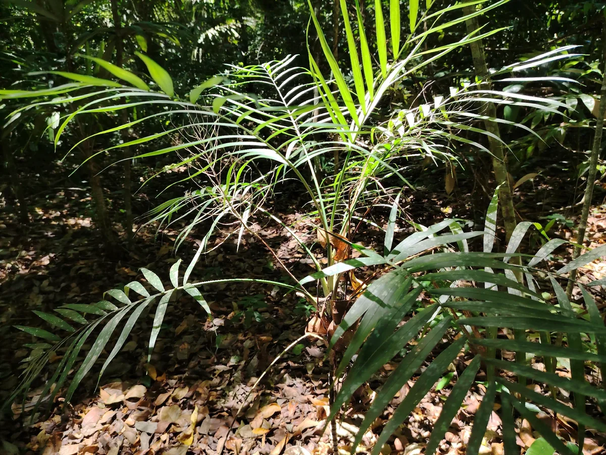 Photo: josebarrientos, via iNaturalist · CC BY · via GBIF parlor palm (Chamaedorea elegans), photograph