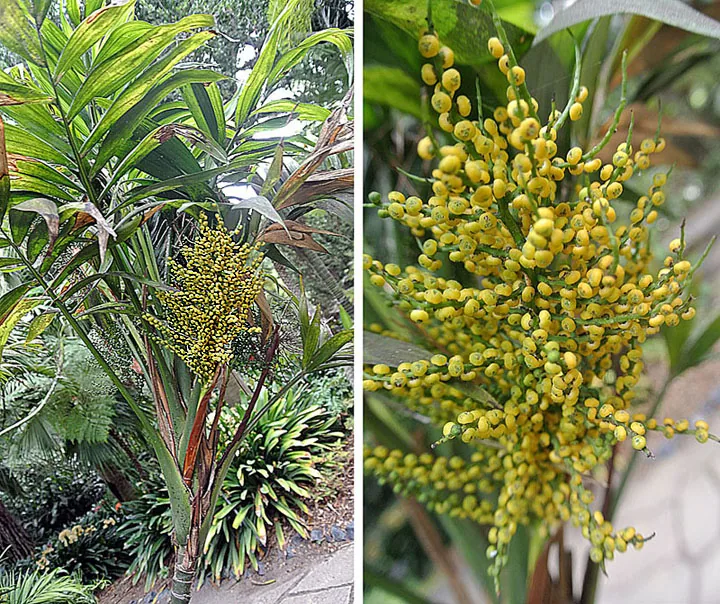parlor palm (Chamaedorea elegans), photograph