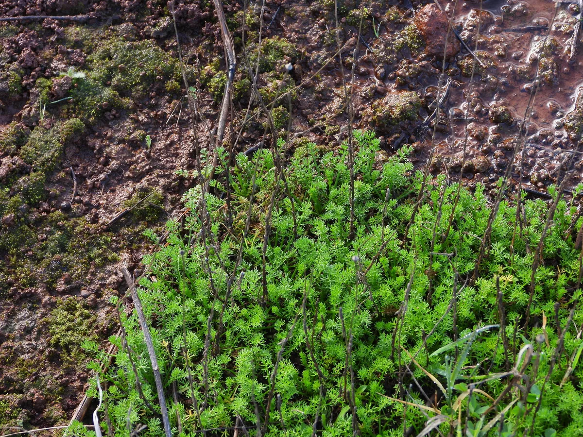 Roman Chamomile (Chamaemelum nobile), photograph