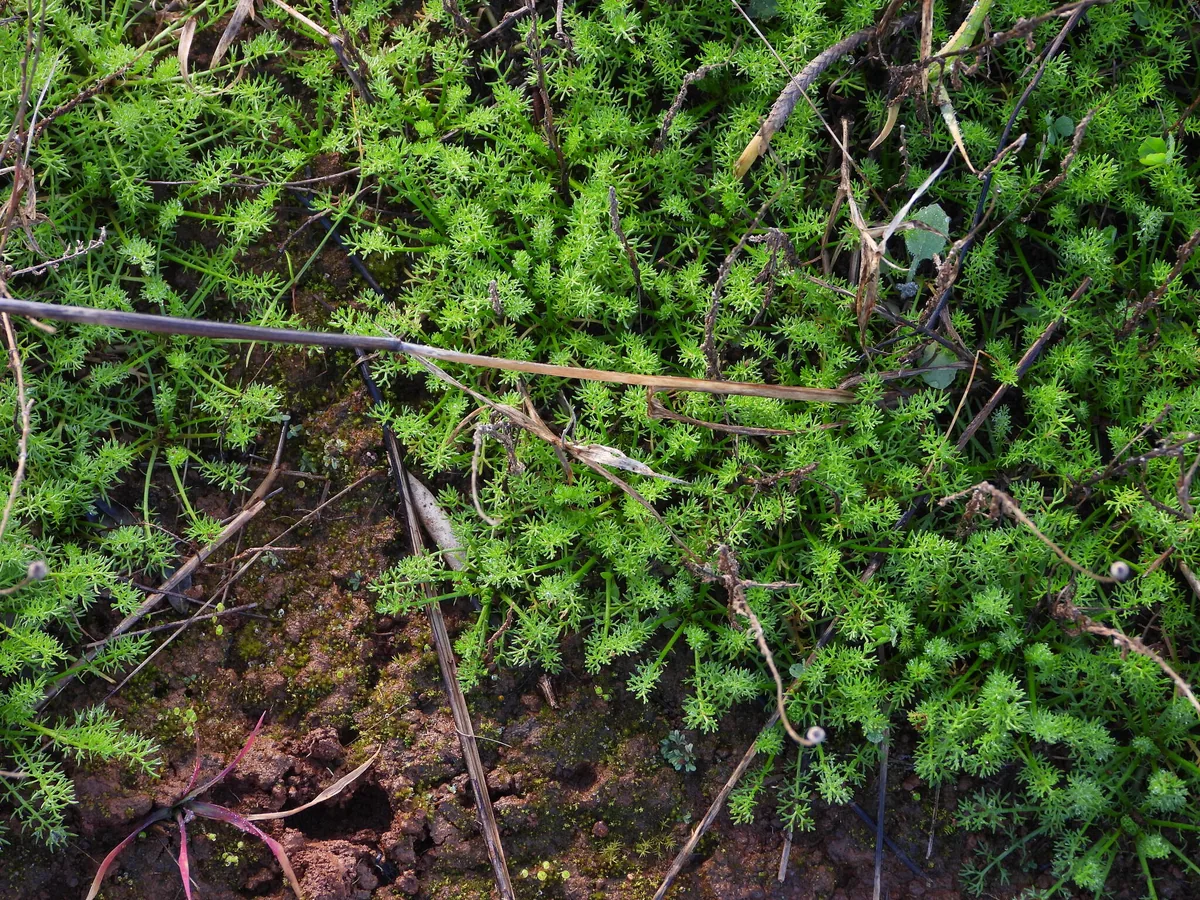 Photo: Duarte Frade, via iNaturalist · CC BY · via GBIF Roman chamomile (Chamaemelum nobile), photograph