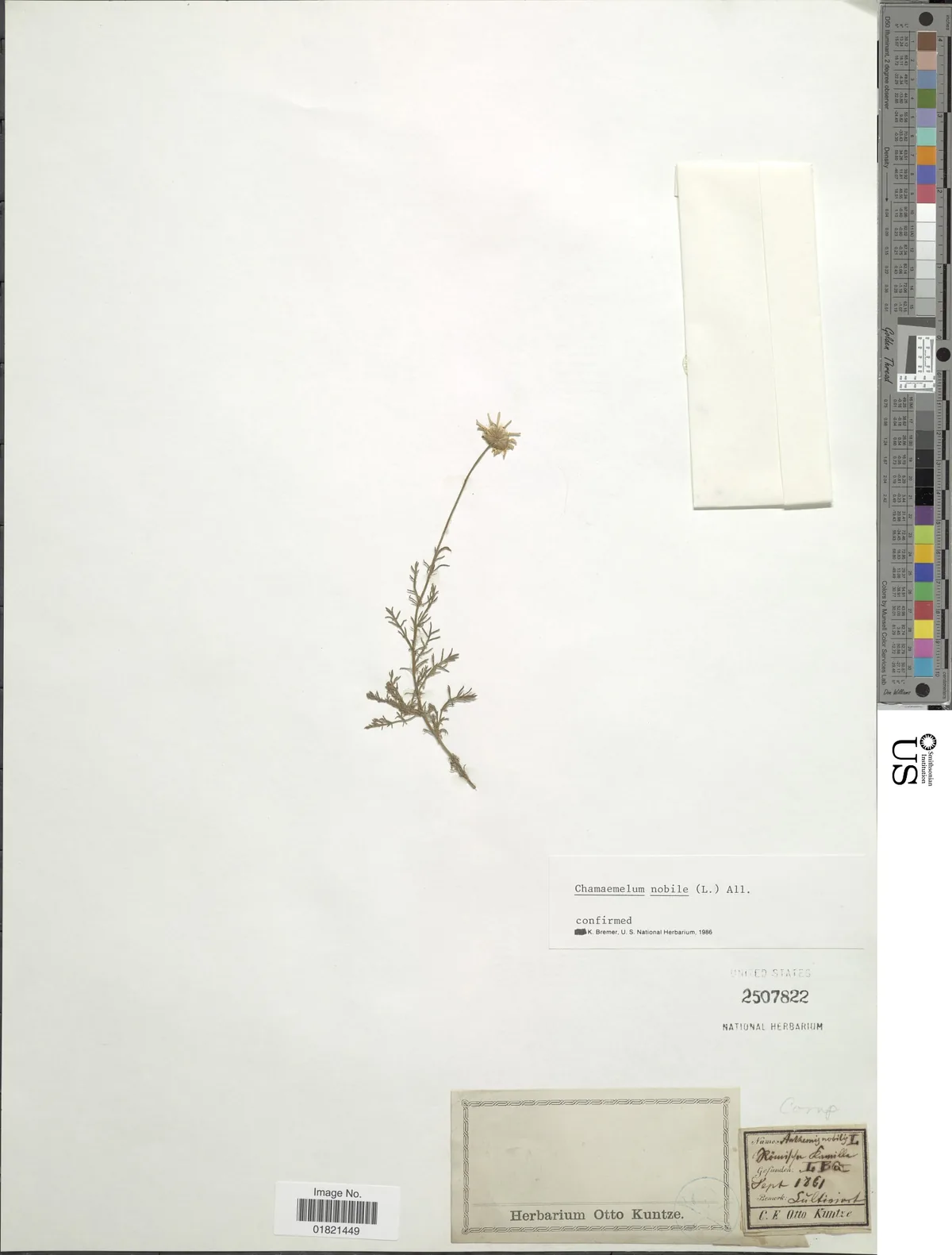 Roman Chamomile (Chamaemelum nobile), photograph