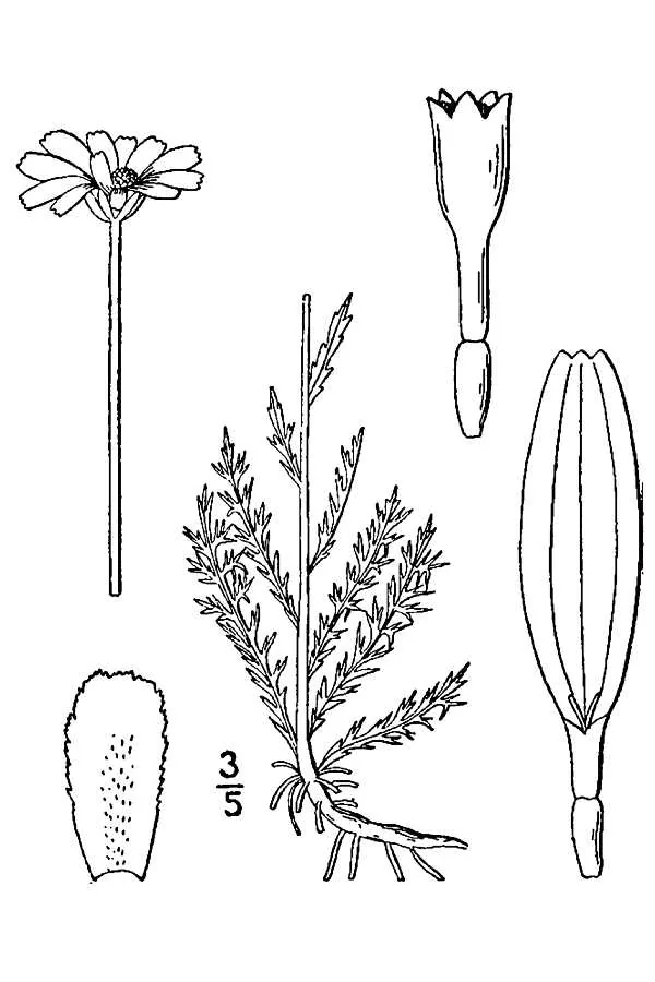 Roman Chamomile (Chamaemelum nobile), botanical illustration