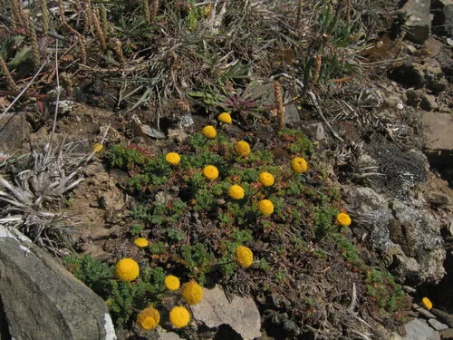 Photo: (c) zebedeugalinha, some rights reserved (CC BY) · cc-by · via iNaturalist Roman Chamomile (Chamaemelum nobile), photograph