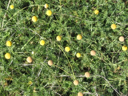 Roman Chamomile (Chamaemelum nobile), photograph