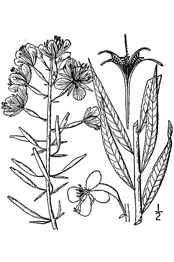 Fireweed (Chamaenerion angustifolium), botanical illustration