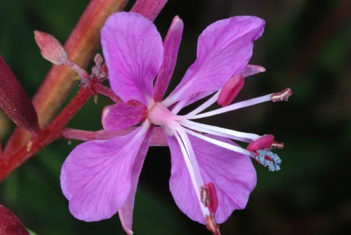 fireweed (Chamaenerion angustifolium), photograph