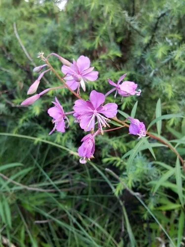 Photo: (c) fontoto, some rights reserved (CC BY) · cc-by · via iNaturalist Fireweed (Chamaenerion angustifolium), photograph